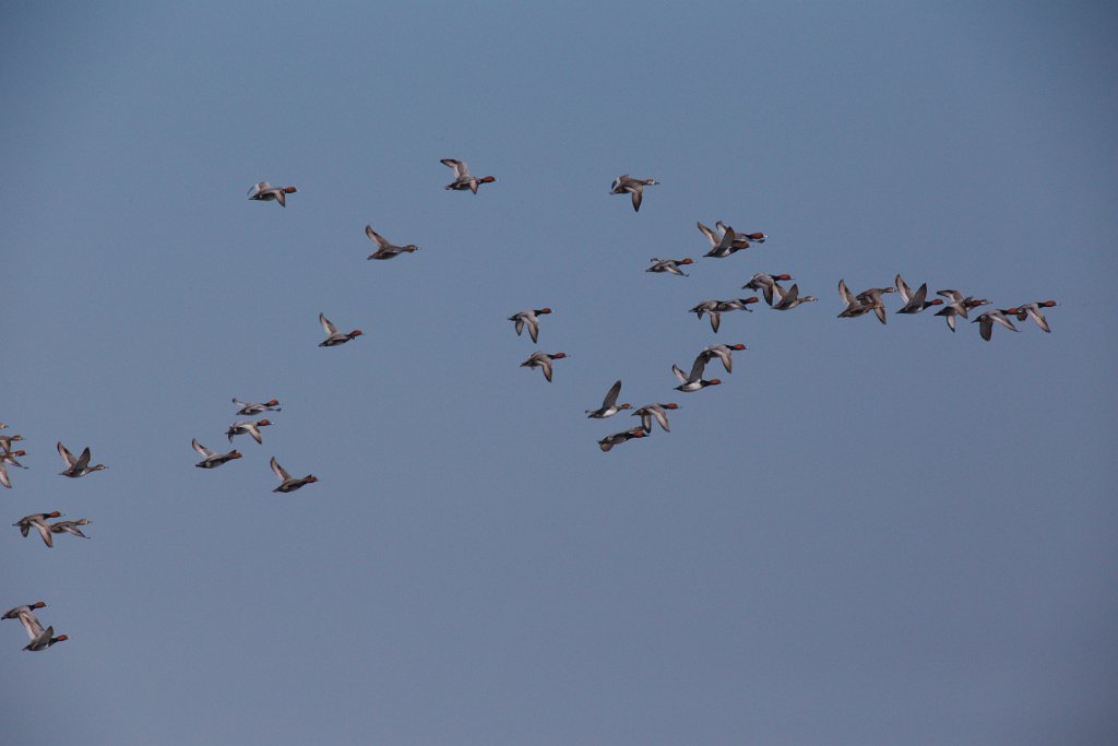 Mixed Ducks 2016-02-13_8 (1).jpg